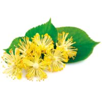 Miel de Tilleul du Périgord Pot de 250gr