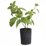 Basilic en vieux pot – 38cm – Chic Antique