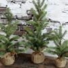 Fleur de sapin sur socle en bois et toile de jute - 36cm - Chic Antique – Image 3